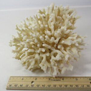 Birds Nest Coral REAL Vintage4x6.5x6.5 White